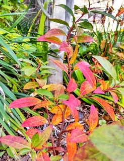 DSC_0426.JPG