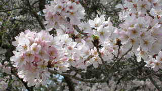 IMG_2503(桜アップ).bmp