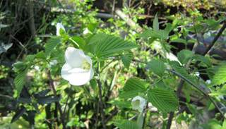 IMG_2537(シロヤマブキ).bmp