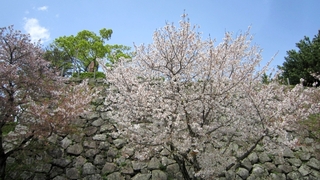 IMG_2793-桜.jpg