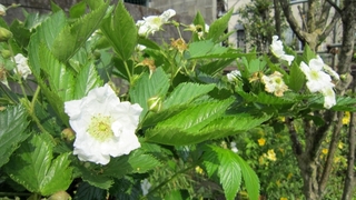 IMG_2984.jpg