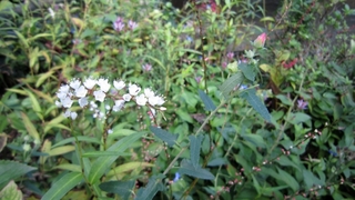 IMG_3147.jpg