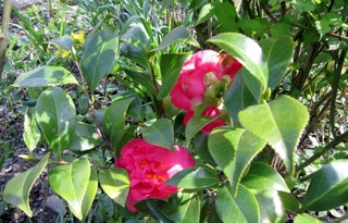 IMG_3288.jpg