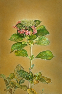 img.jpg