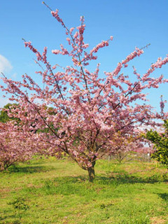 sakura04_1.jpg